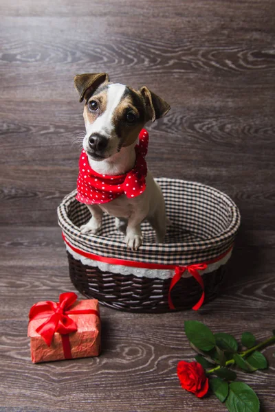 Jack Russell Terrier, barna kosárban — Stock Fotó