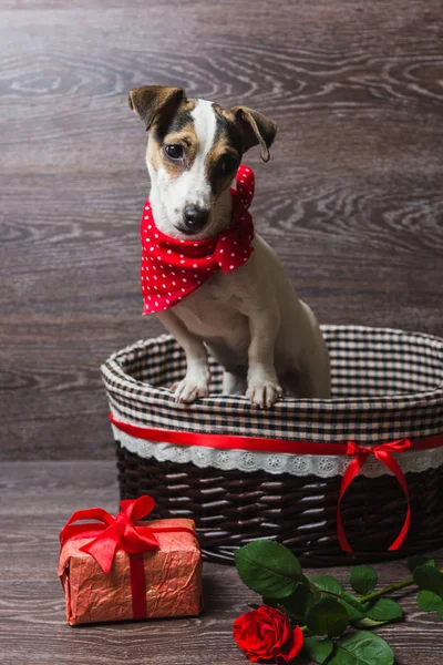 Jack Russell Terrier en canasta marrón — Foto de Stock