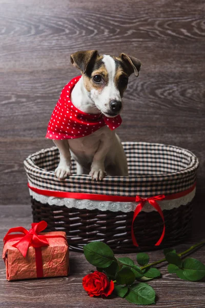 Jack Russell Terrier kahverengi sepeti — Stok fotoğraf
