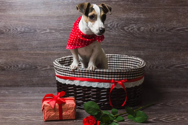 Jack Russell Terrier, barna kosárban — Stock Fotó