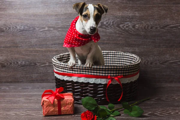 Jack Russell Terrier im braunen Korb — Stockfoto