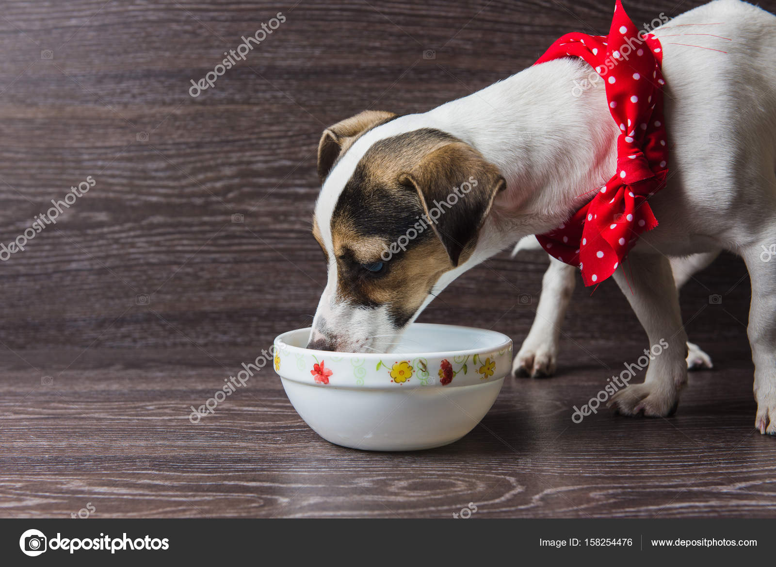 dog eating plate