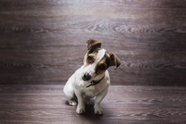 Güzel köpek yavrusu merakla bakıyor