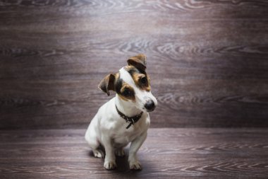 Güzel köpek yavrusu merakla bakıyor