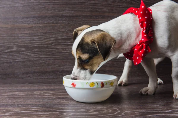 Dog eats from a plate — Stock Photo, Image