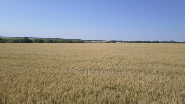 Câmera voa sobre o campo de trigo — Vídeo de Stock