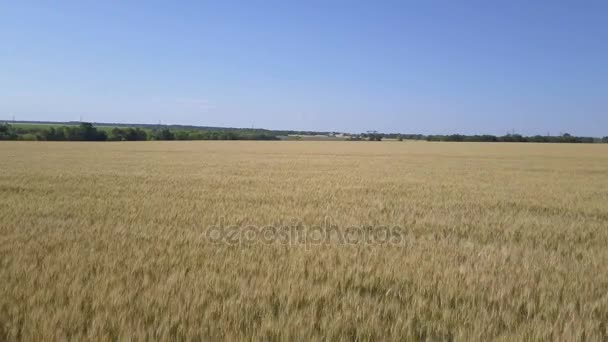 Caméra survole le champ de blé 