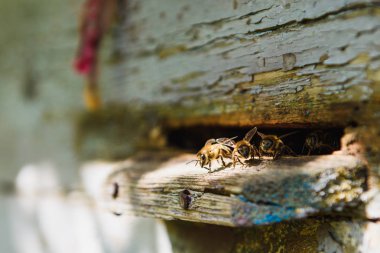 Arılar açık kovan girişinde. Yakın çekim