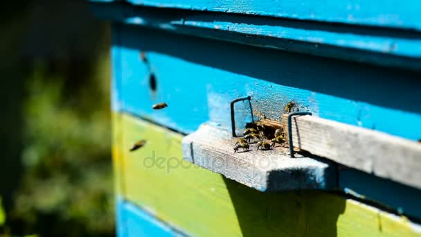 Bee flying in front of a beehive — Stock Video