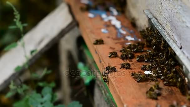 フロントの巣の入り口で蜂をクローズ アップ. — ストック動画