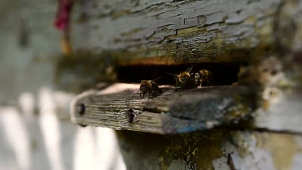 Des abeilles à l'entrée de la ruche. gros plan . — Video