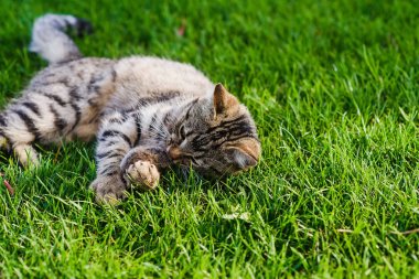 Kedi bir fare yakaladı. Yakın çekim.