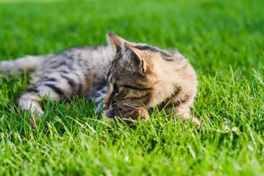 Kedi bir fare yakaladı. Yakın çekim.