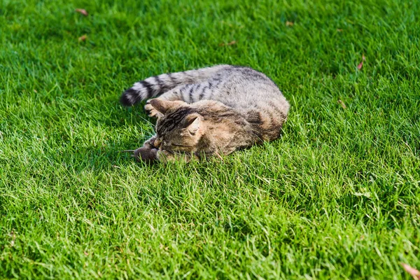 kedi fareyle oynuyor..