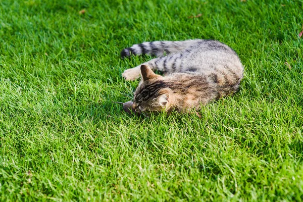 kedi fareyle oynuyor..