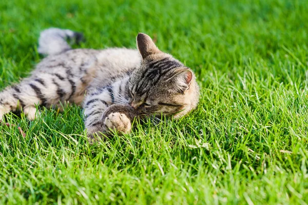 Kedi bir fare yakaladı. Yakın çekim.