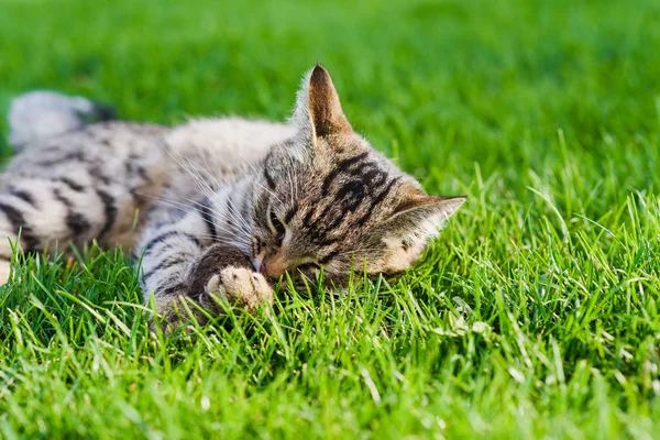 Kedi bir fare yakaladı. Yakın çekim.