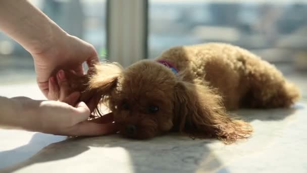 Girl playing with poodle — Stock Video