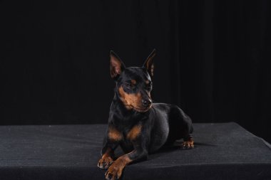 Siyah arka plan üzerine Zwergpinscher