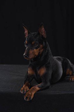 Siyah arka plan üzerine Zwergpinscher