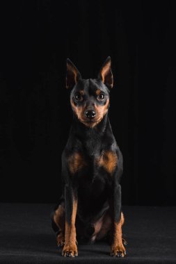 Siyah arka plan üzerine Zwergpinscher