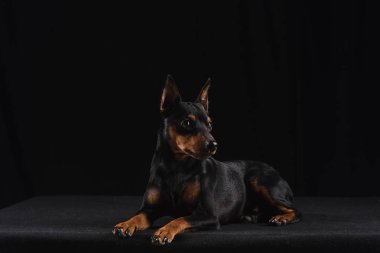 Siyah arka plan üzerine Zwergpinscher