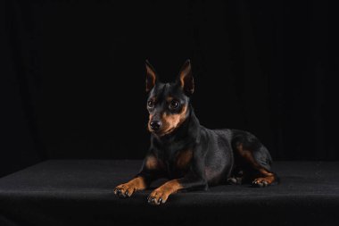 Siyah arka plan üzerine Zwergpinscher