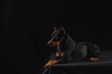 Siyah arka plan üzerine Zwergpinscher
