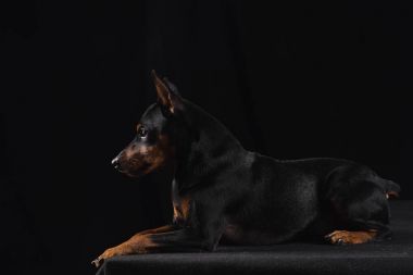 Siyah arka plan üzerine Zwergpinscher