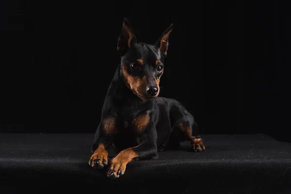 Zwergpinscher sur fond noir — Photo