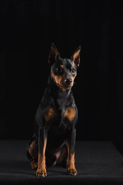 Siyah arka plan üzerine Zwergpinscher — Stok fotoğraf