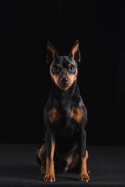 黒の背景に Zwergpinscher — ストック写真