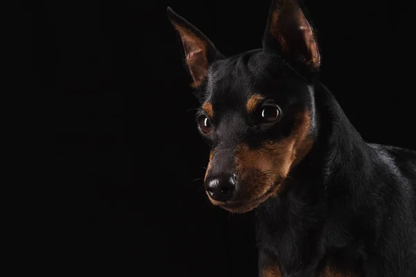 Genç bir köpek portre kadar kapatın. — Stok fotoğraf