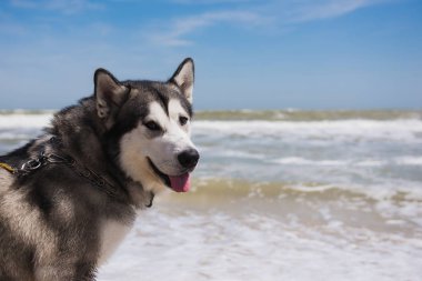 Alaskan malamute portre