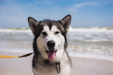Alaskan malamute portre