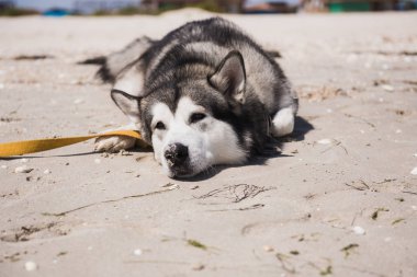 Köpek kuma uzanıyor.