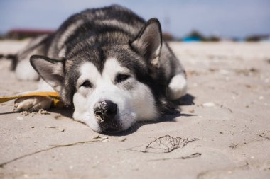 Alaskan malamute portre