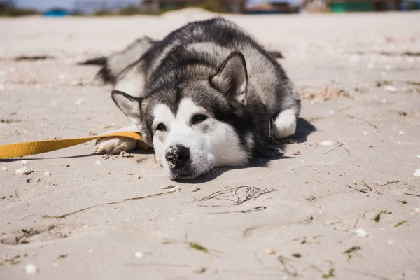 Köpek kuma uzanıyor.