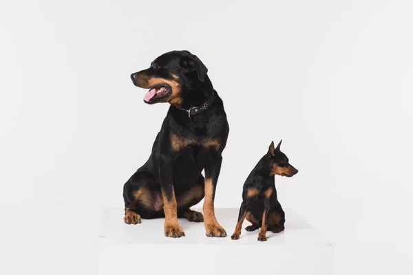 Stüdyoda beyaz bir arka plan üzerinde iki köpek. — Stok fotoğraf