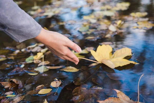 La mano femminile tocca una foglia caduta in una pozza — Foto Stock