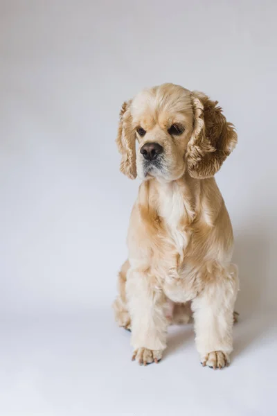 在白色背景上的美国可卡犬 — 图库照片