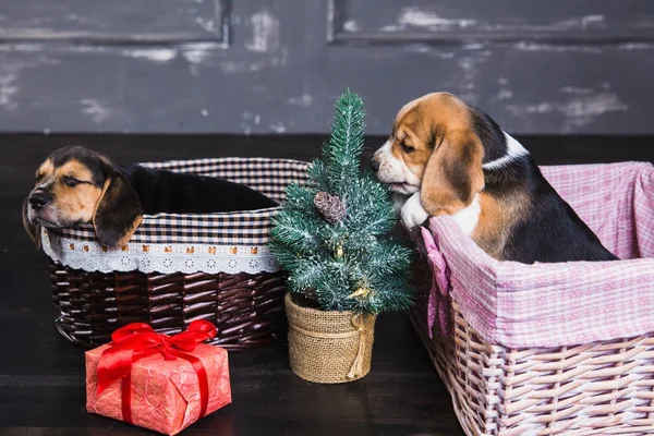 Sepet içinde iki beagle yavruları — Stok fotoğraf