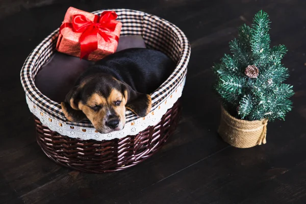 Beagle cachorro durmiendo en una cesta —  Fotos de Stock