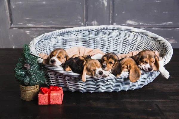 Sechs Beagle-Welpen schlafen im Korb — Stockfoto