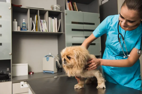 Vet examinando o cão em uma clínica — Fotografia de Stock