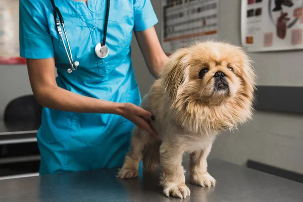 Exame de cão em ambulância veterinária — Fotografia de Stock