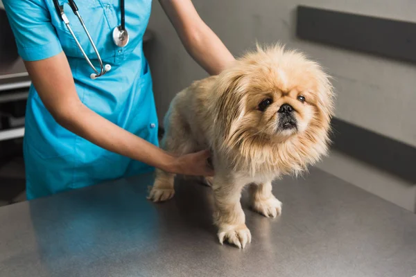 Exame de cão em ambulância veterinária — Fotografia de Stock