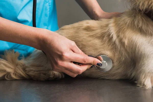 Exame de cão em ambulância veterinária — Fotografia de Stock