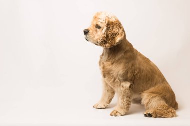 Amerikan cocker spaniel beyaz zemin üzerine