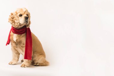 Kırmızı fularlı Amerikan cocker spaniel